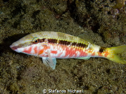 Red Sea Goatfish - Parupeneus forsskali by Stefanos Michael 